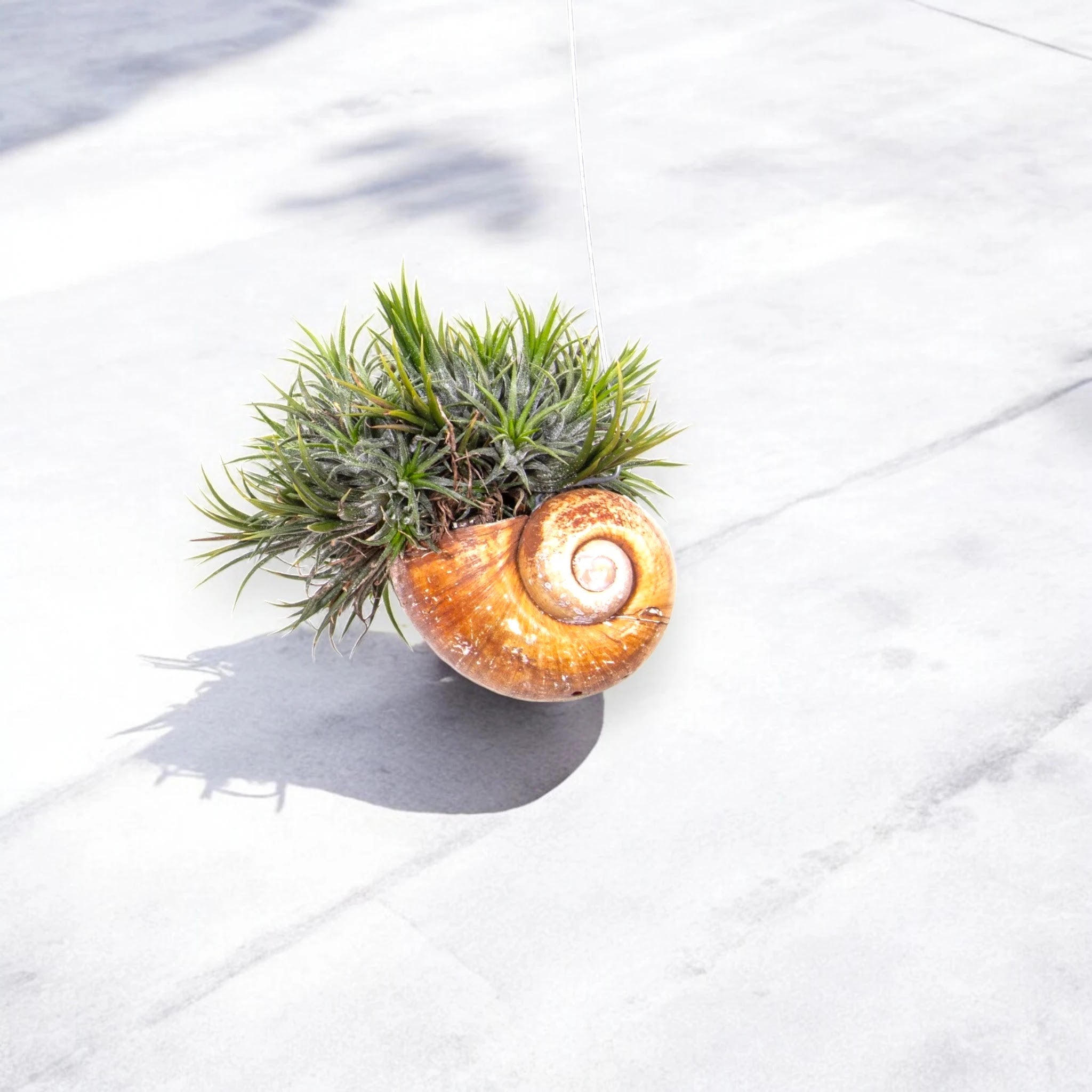 Tillandsia 'Shelly'