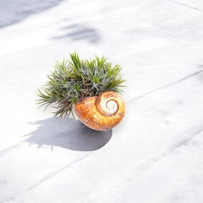 Tillandsia 'Shelly'