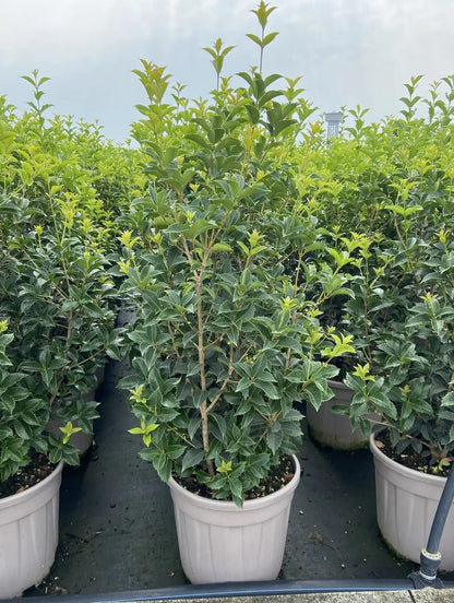 Osmanthus aquifolium