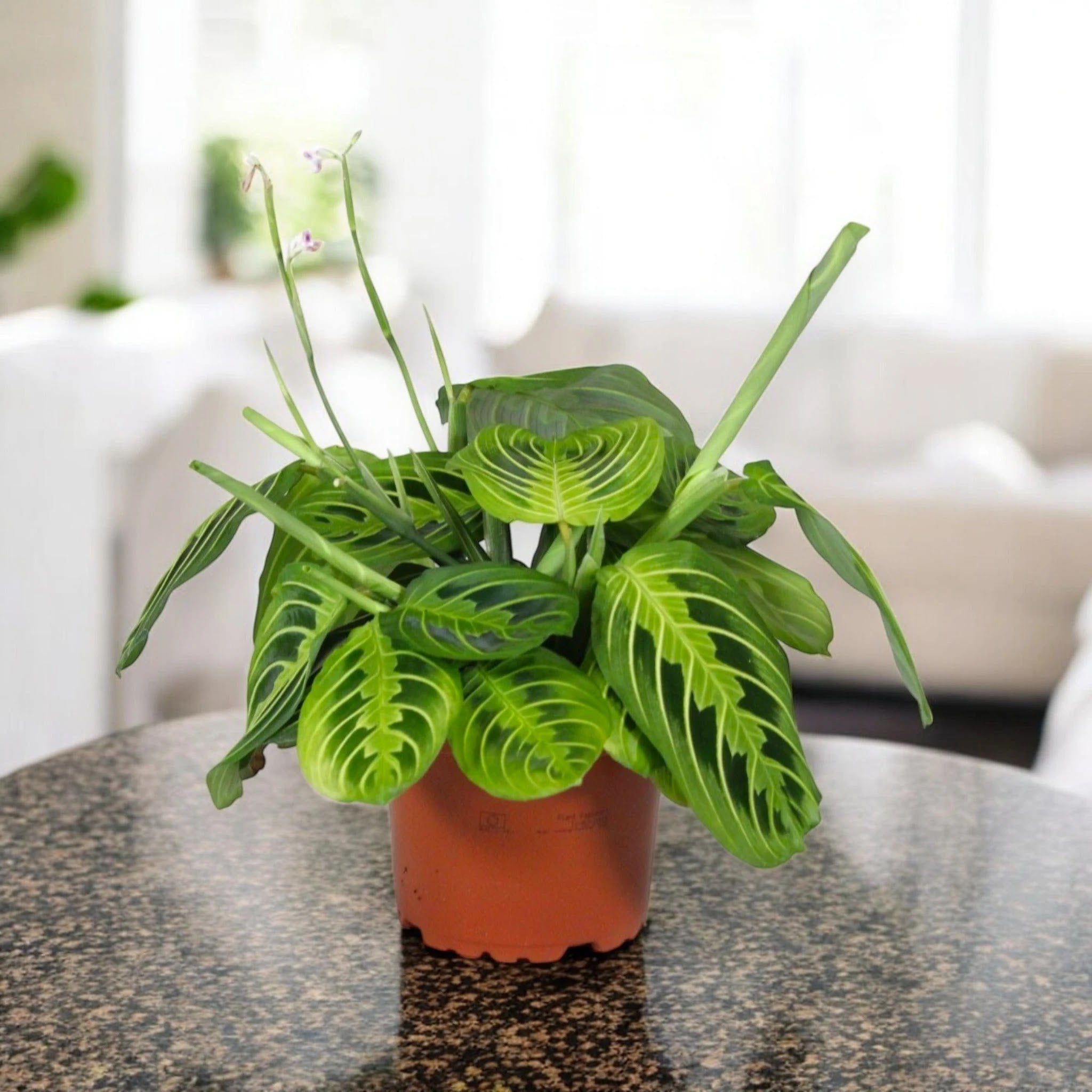 Maranta leuconeura 'Lemon Lime'