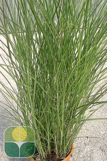 Miscanthus sinensis Gracillimus con portamento compatto e foglie lineari verdi in giardino