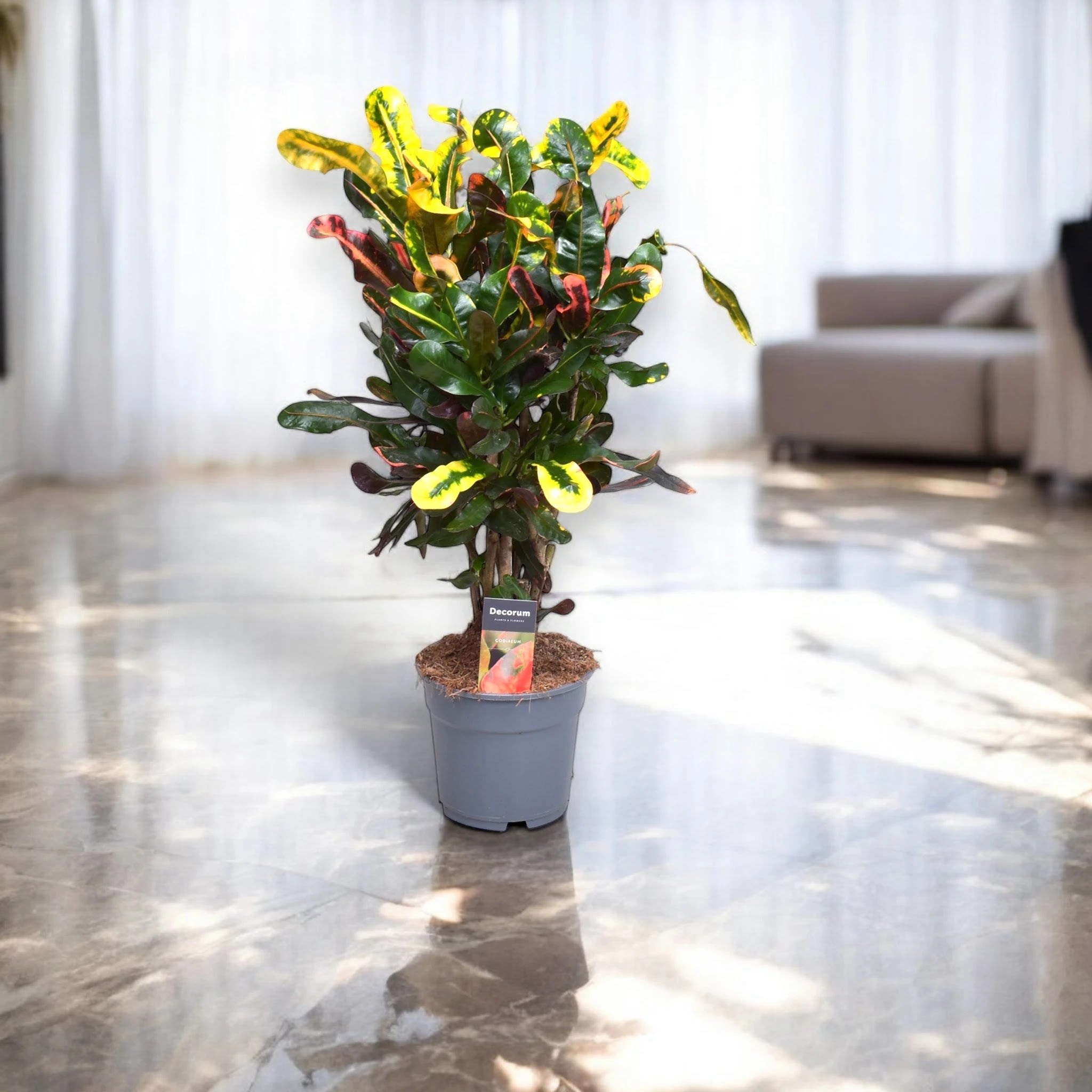 Codiaeum variegatum 'Mammi'
