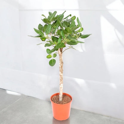 Ficus benghalensis