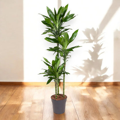 Dracaena fragrans 'Janet Lind'