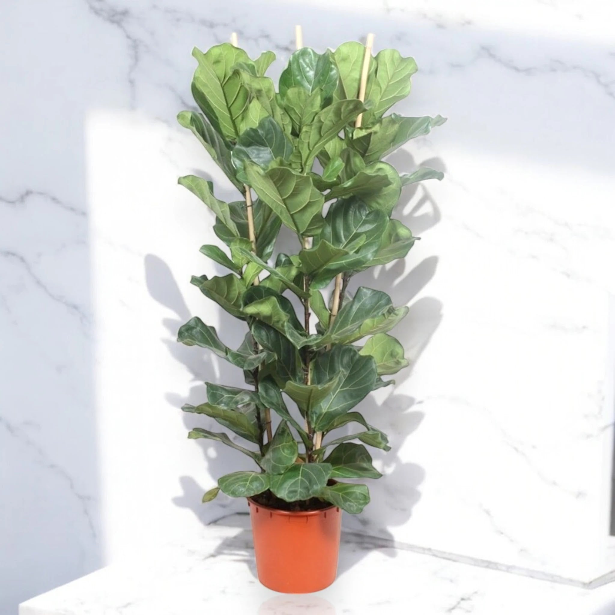 Ficus lyrata