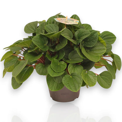Peperomia albovittata Rana verde con foglie carnose marmorizzate in vaso