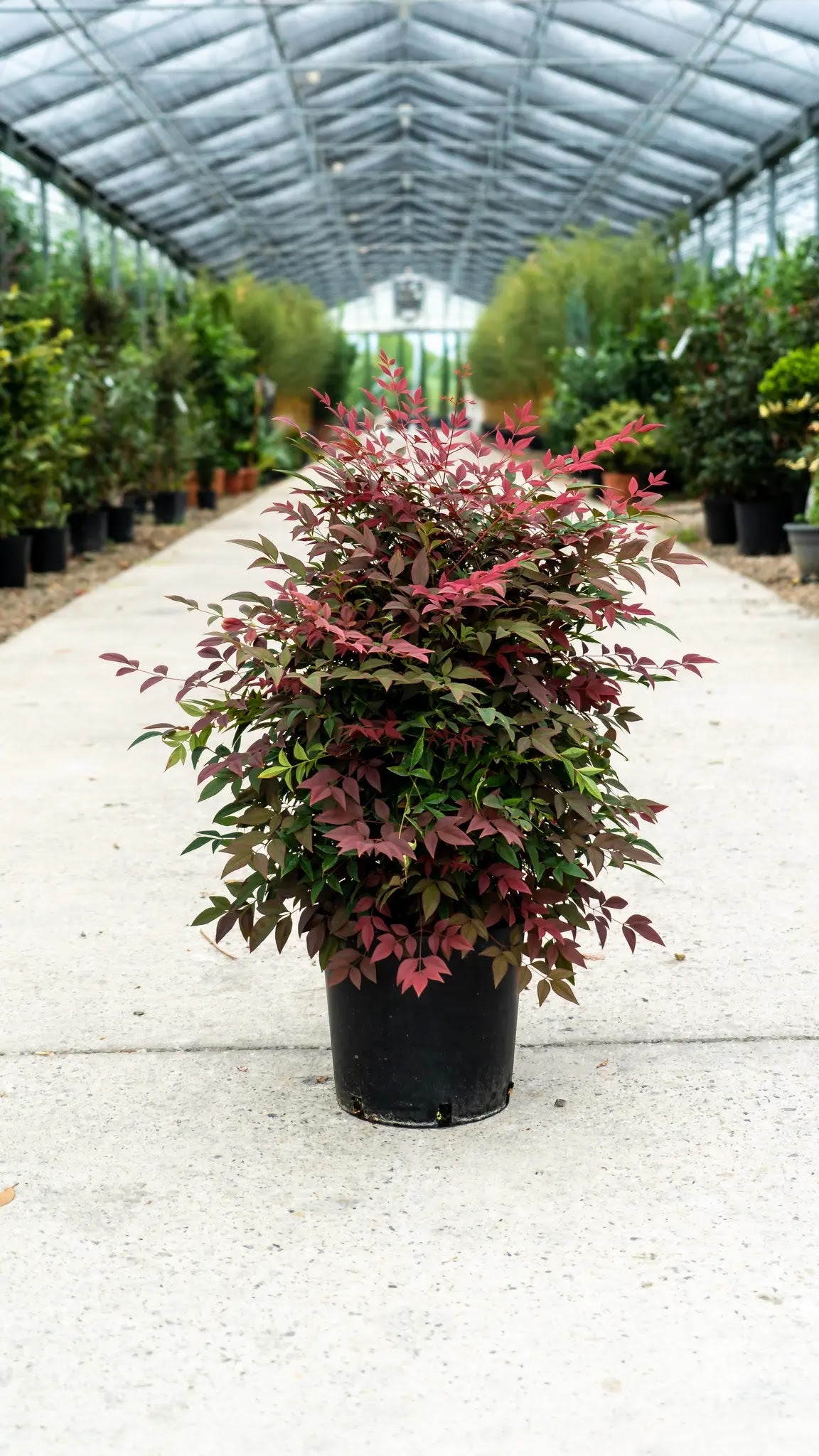 Nandina domestica