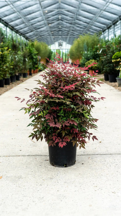 Nandina domestica