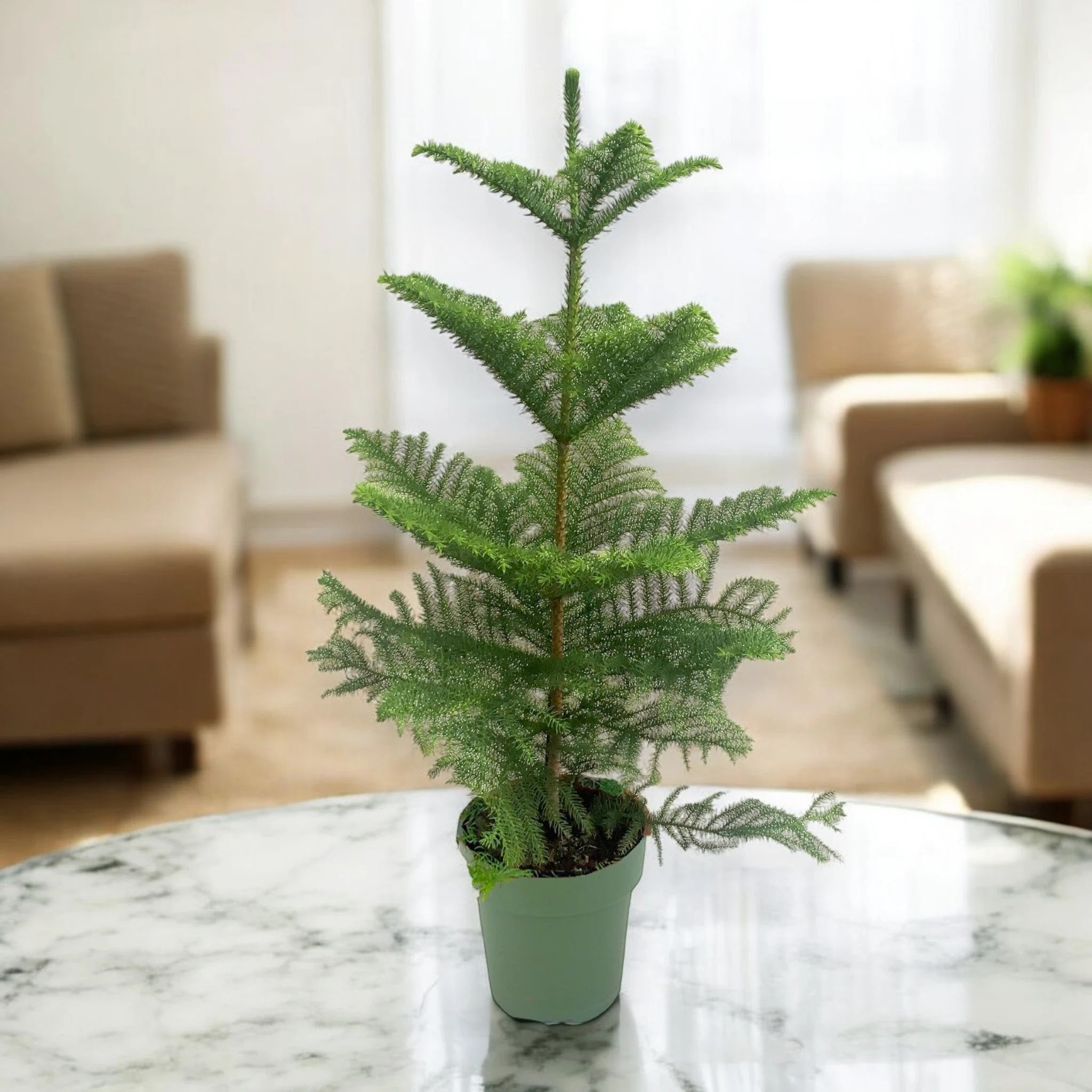 Dettaglio foglie aghiformi di Araucaria heterophylla disposte a spirale sui rami verdi
