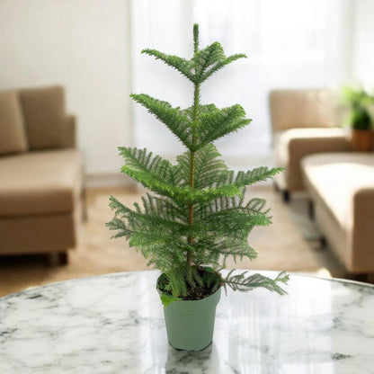 Dettaglio foglie aghiformi di Araucaria heterophylla disposte a spirale sui rami verdi