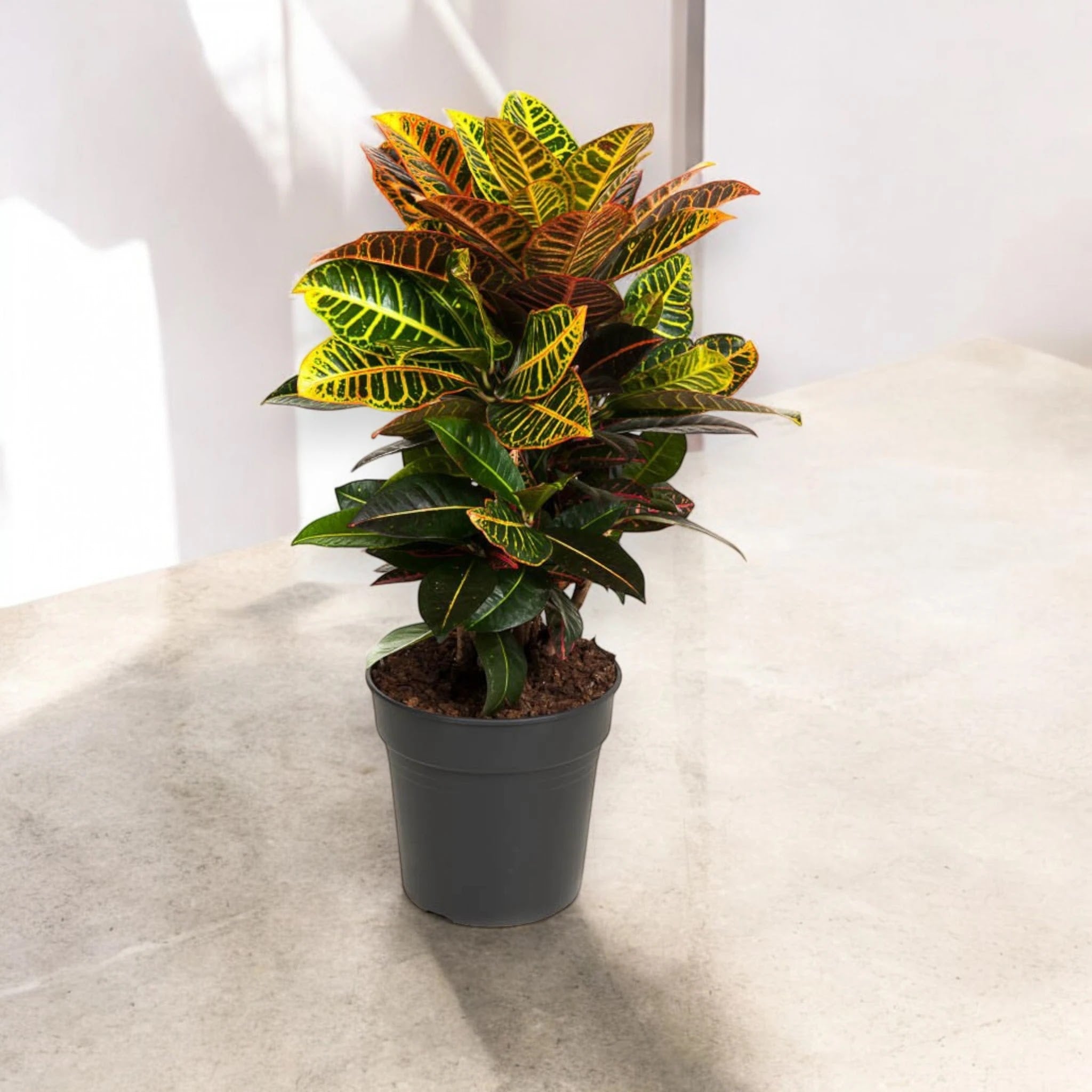 Codiaeum variegatum 'Petra'