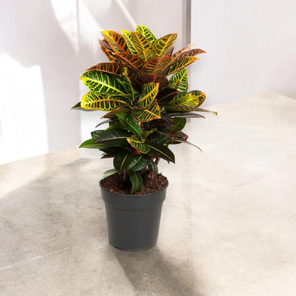 Codiaeum variegatum 'Petra'