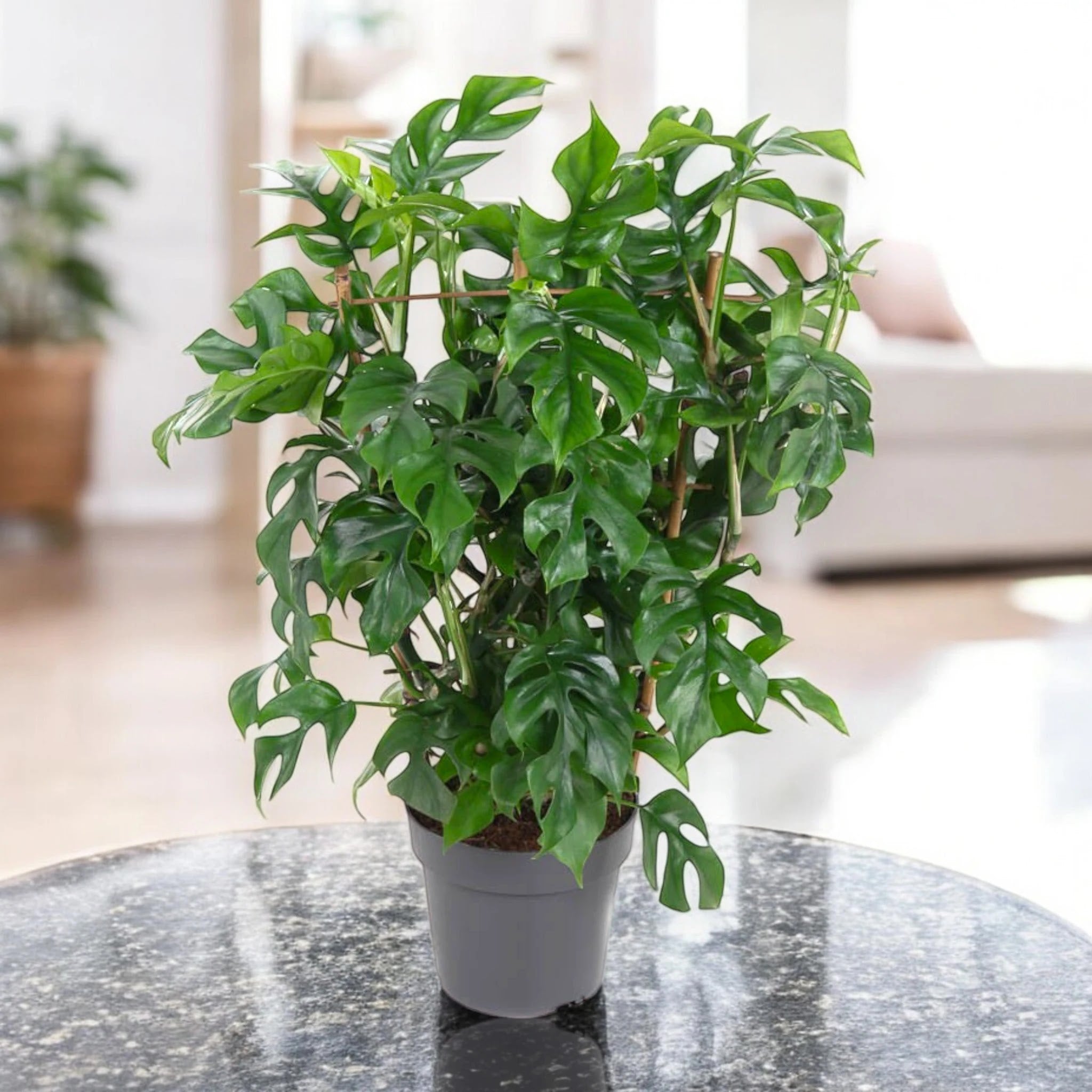 Monstera Minima - Rhaphidophora tetrasperma