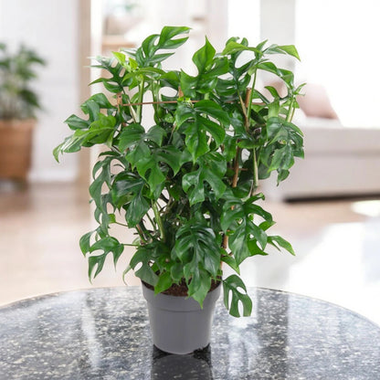 Monstera Minima - Rhaphidophora tetrasperma