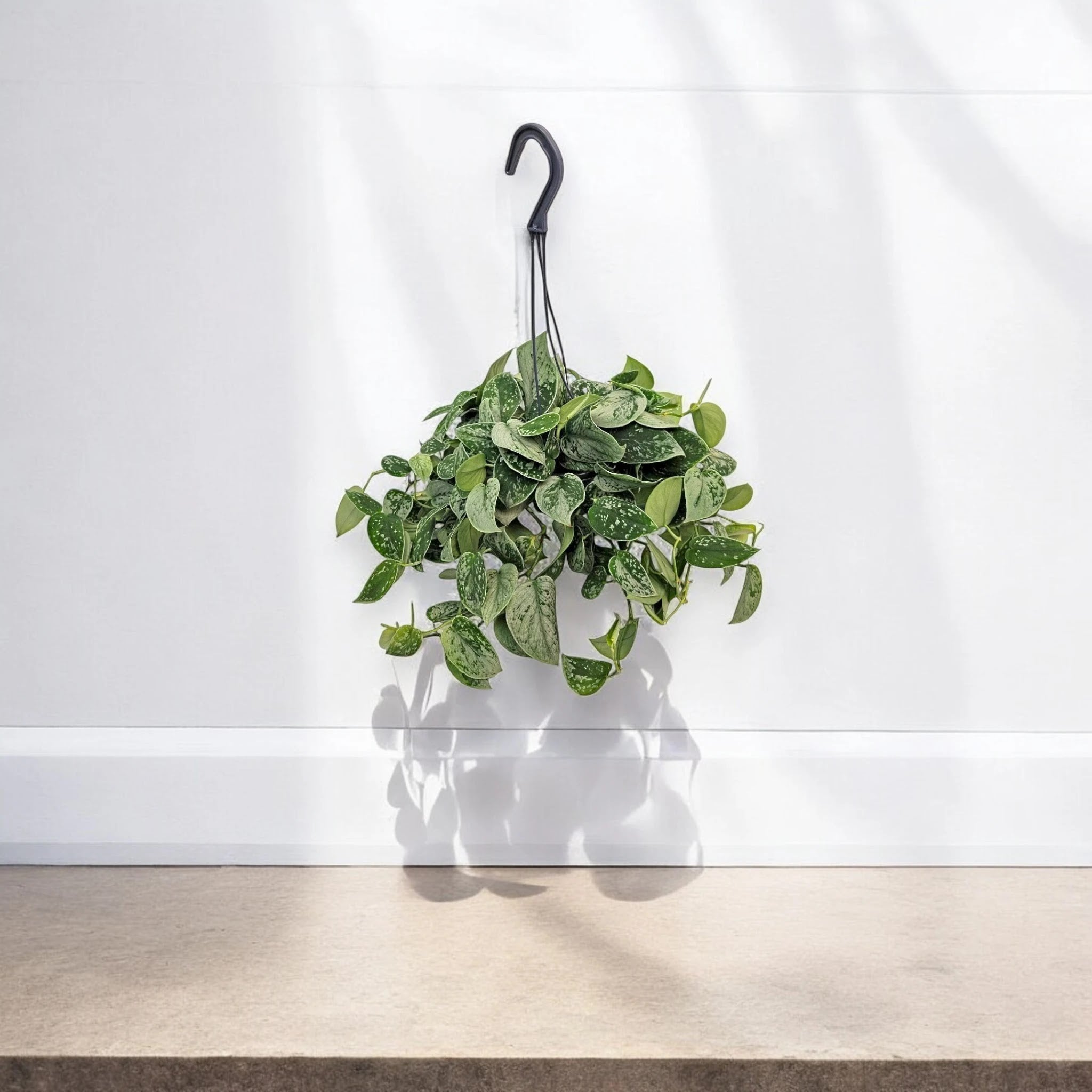 Scindapsus pictus 'Silvery Ann'
