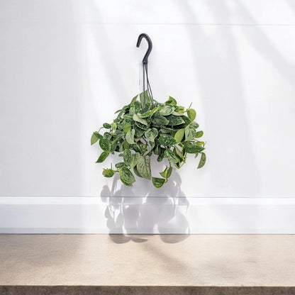 Scindapsus pictus 'Silvery Ann'