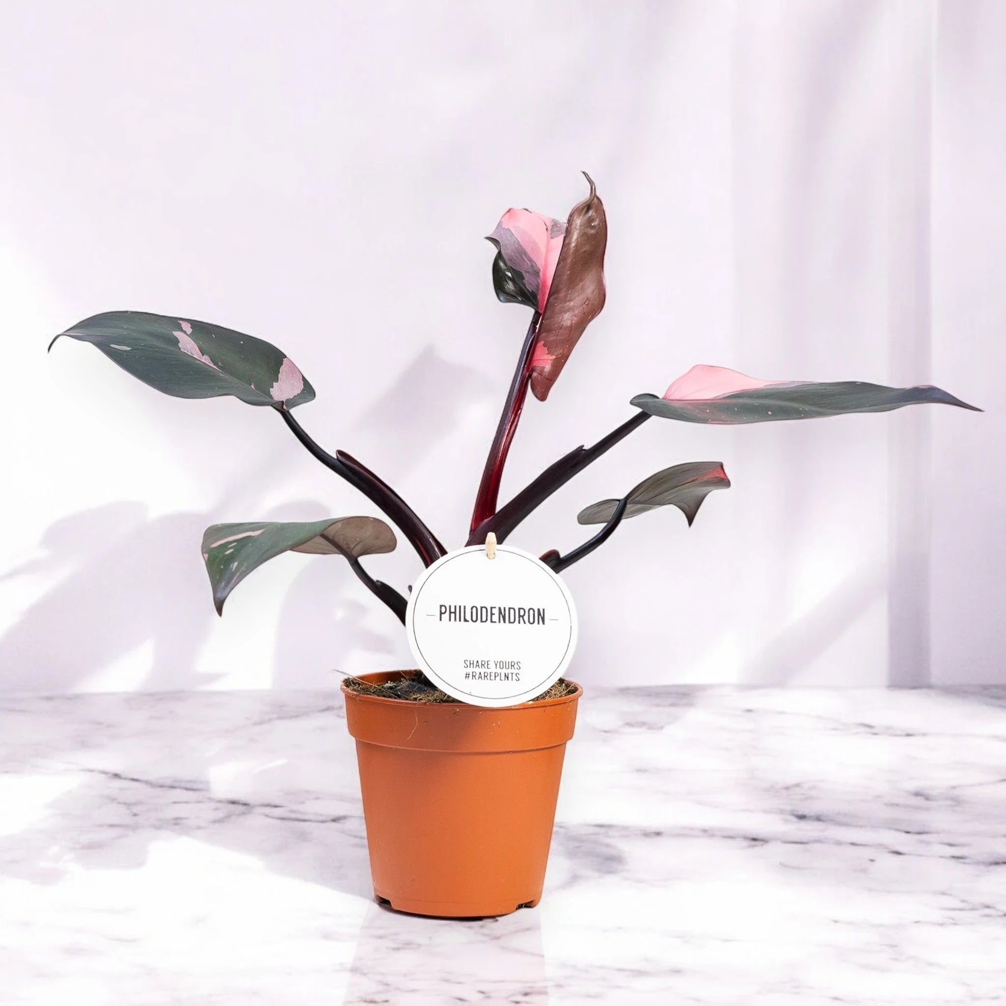 Philodendron 'Burgundy Prince'