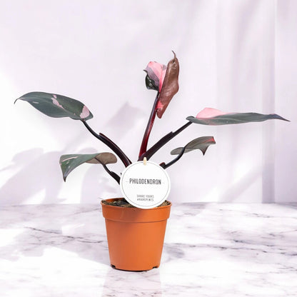 Philodendron 'Burgundy Prince'