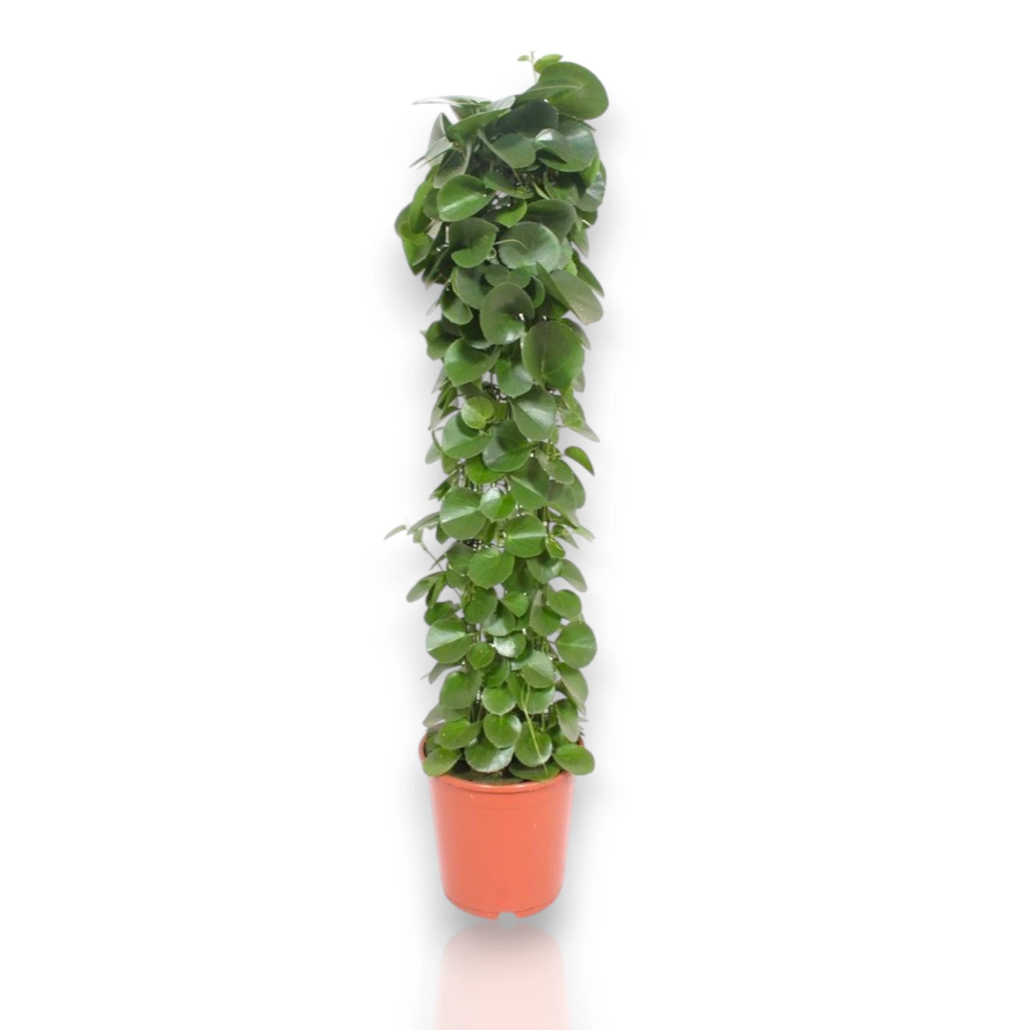Cissus rotundifolia pianta rampicante succulenta con foglie rotonde carnose in vaso da interno