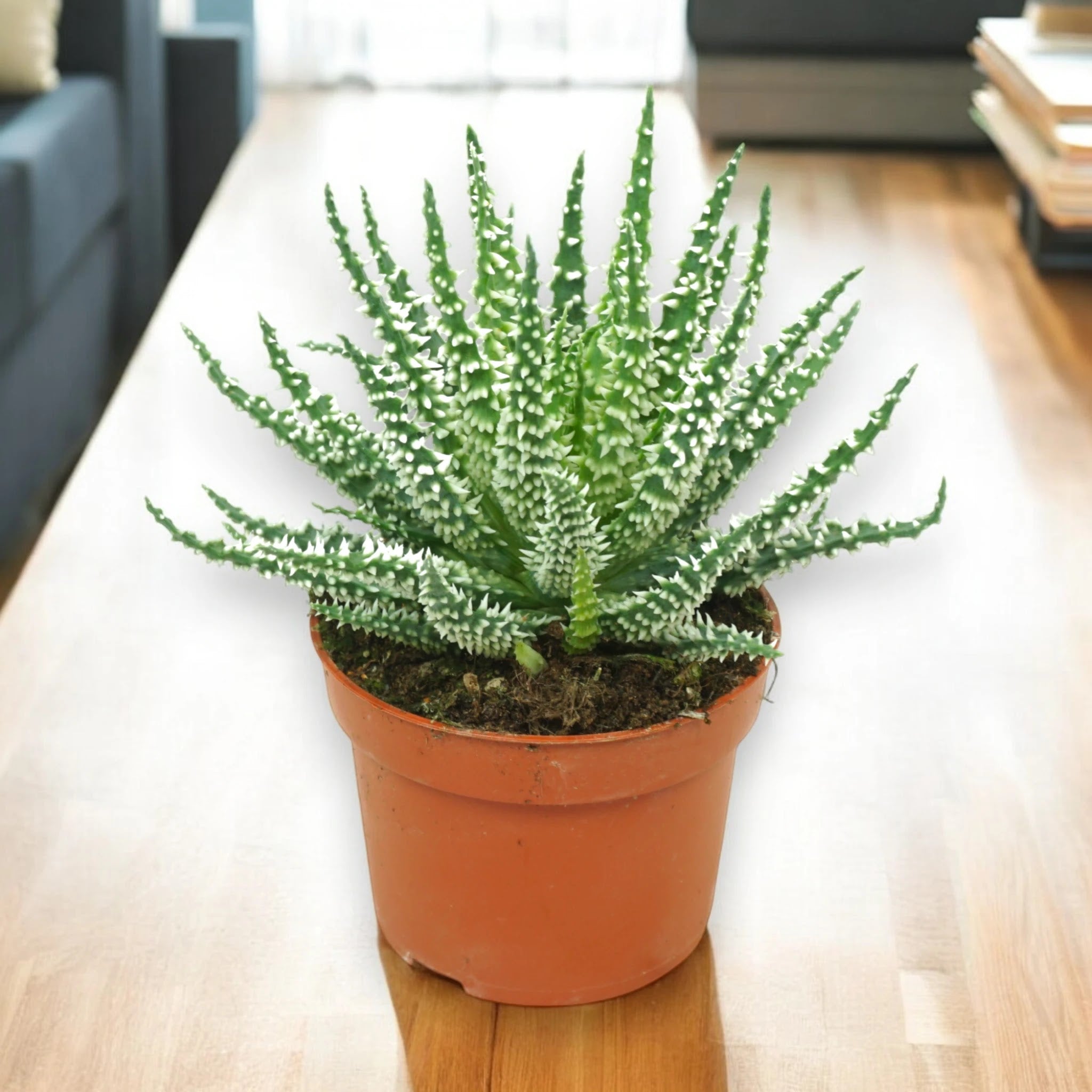 Aloe humilis
