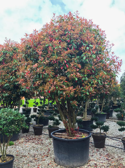 Photinia fraseri 'Red Robin'