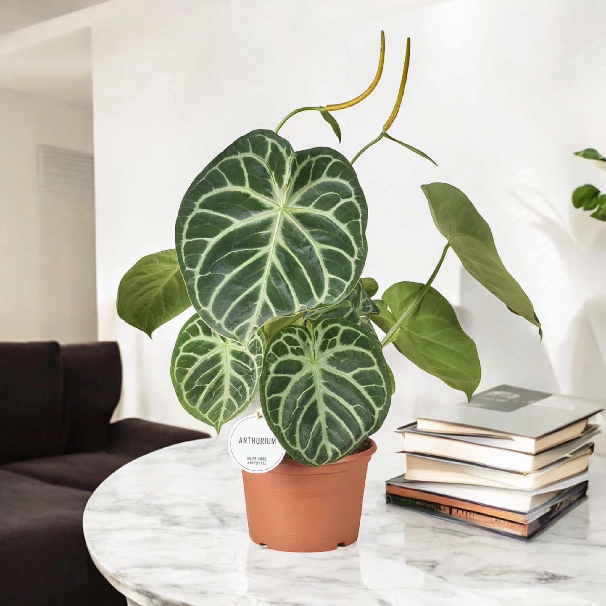 Anthurium 'Silver Blush'
