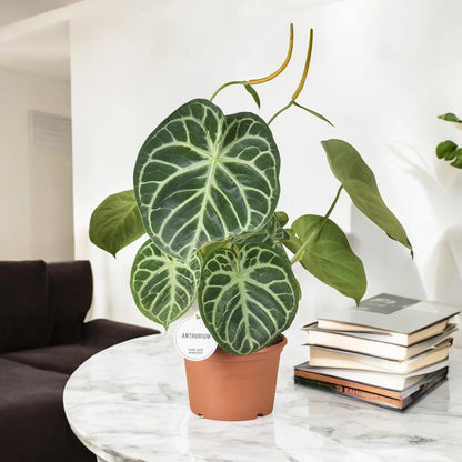 Anthurium 'Silver Blush'