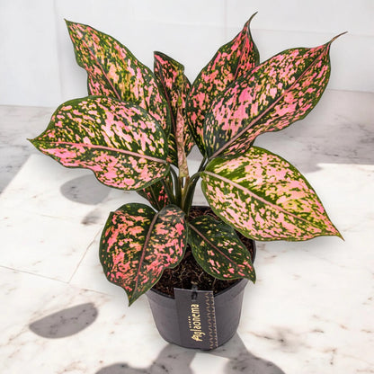 Aglaonema 'Pink Leopard'