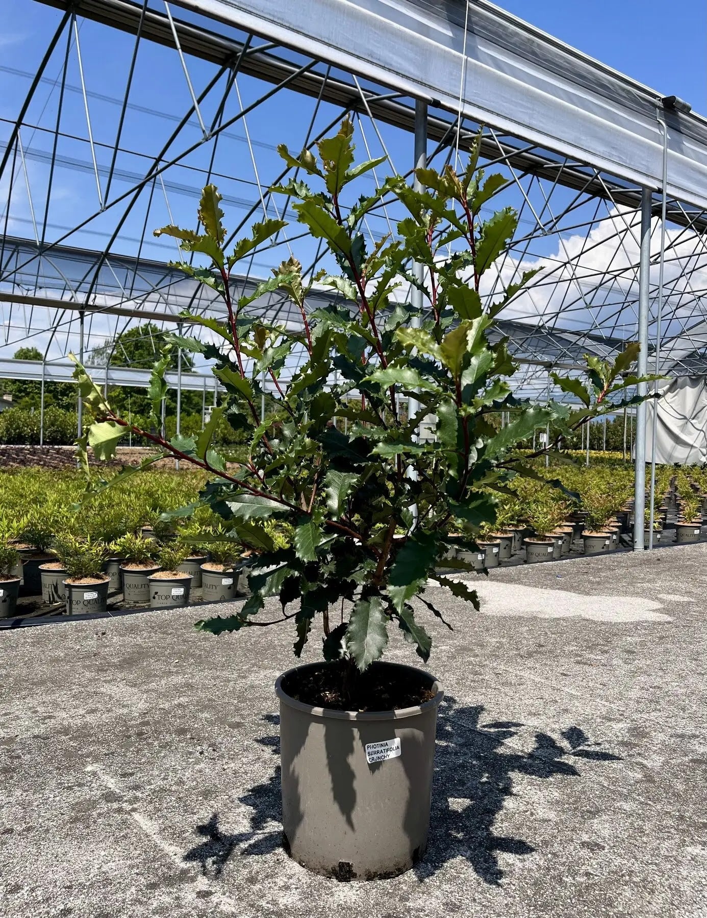 Photinia serratifolia 'Crunchy'