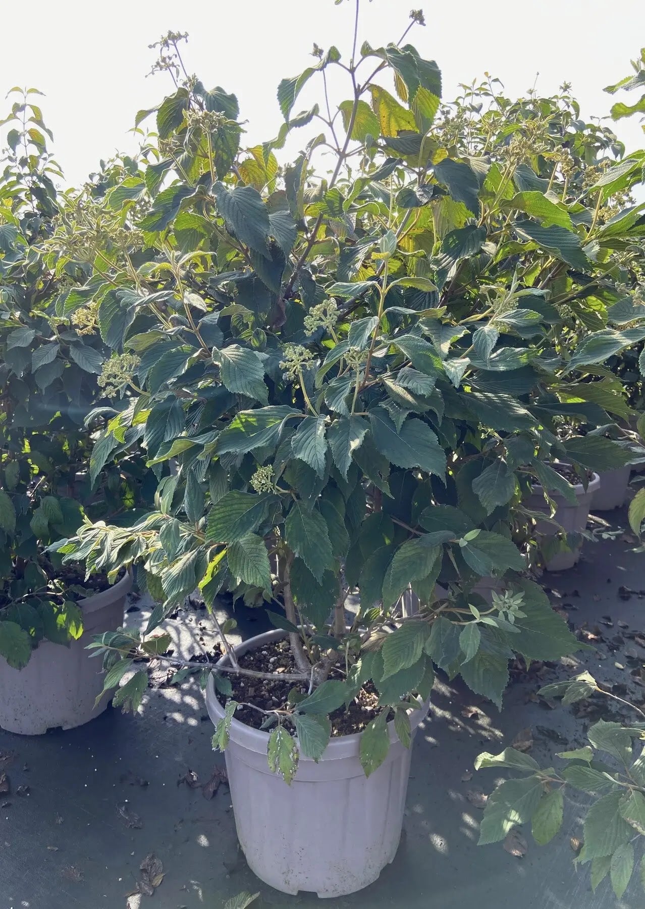Dettaglio fiori bianchi piatti a disco del Viburnum plicatum Mariesii su ramo
