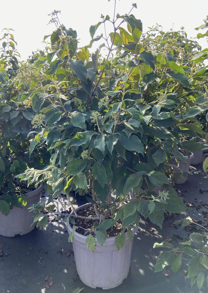 Dettaglio fiori bianchi piatti a disco del Viburnum plicatum Mariesii su ramo