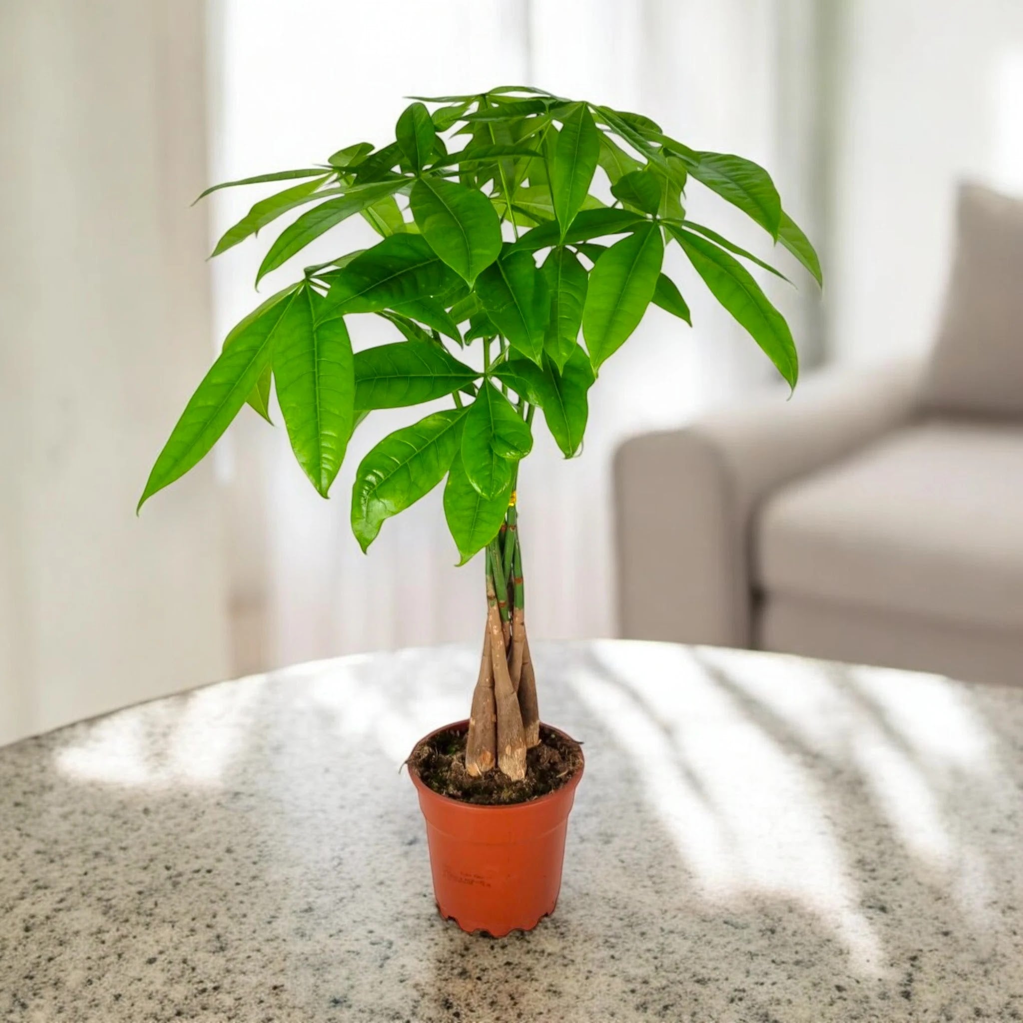 Pachira aquatica