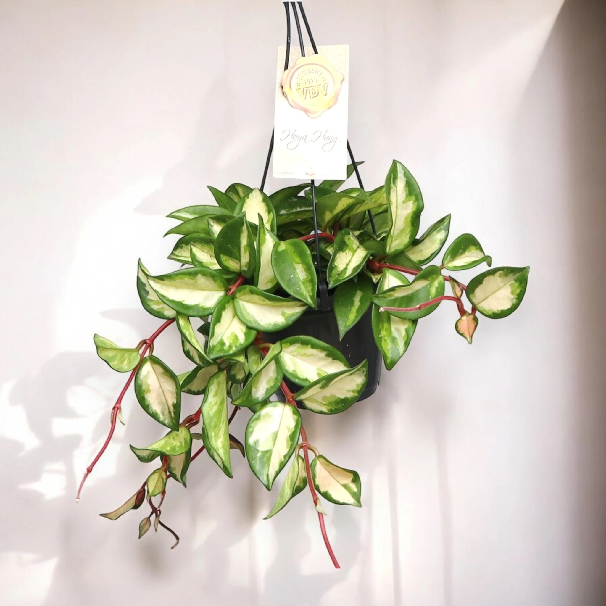 Hoya carnosa 'Tricolor'