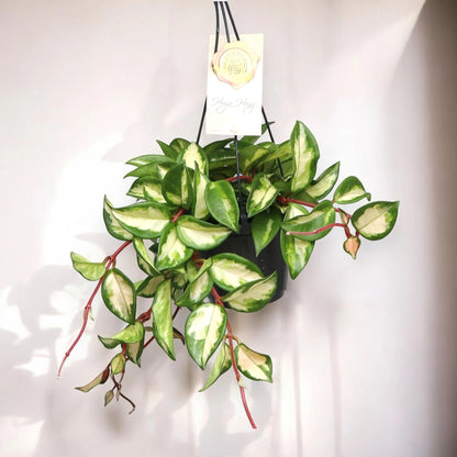 Hoya carnosa 'Tricolor'