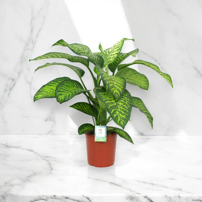 Dieffenbachia seguine 'Tropic jewel'