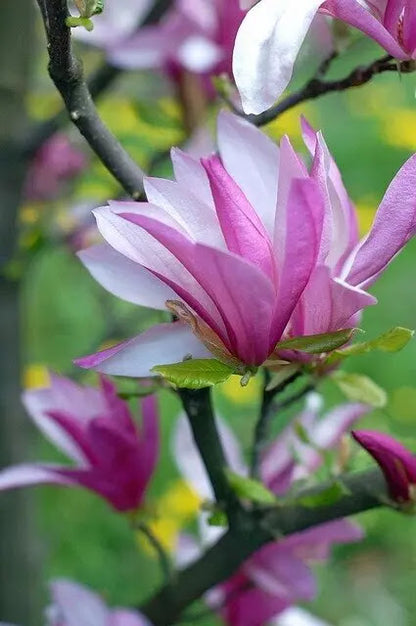 Magnolia liliiflora Betty con portamento cespuglioso allargato e fiori porpora-bianco sui rami