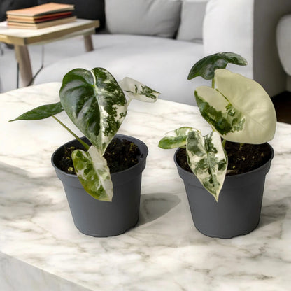 Alocasia variegata
