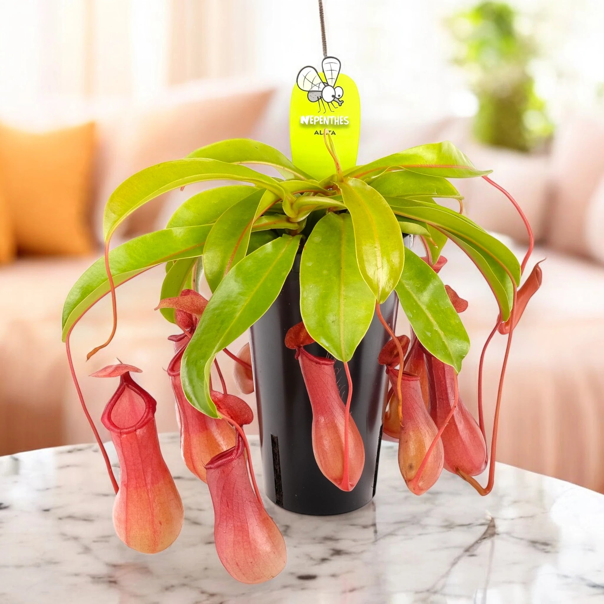 Nepenthes alata