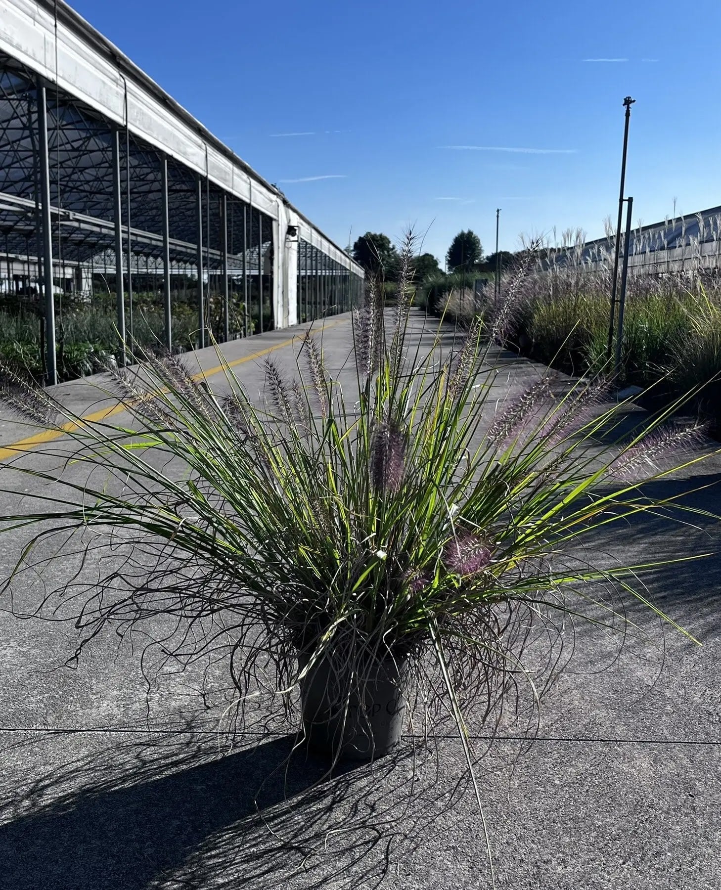 Dettaglio spighe viola-nero di Pennisetum alopecuroides Moudry tra foglie verdi