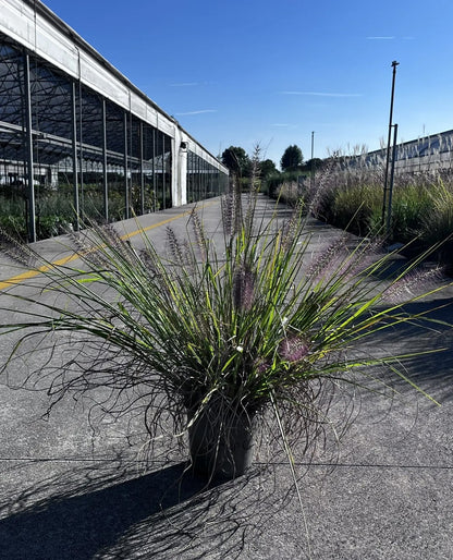 Dettaglio spighe viola-nero di Pennisetum alopecuroides Moudry tra foglie verdi