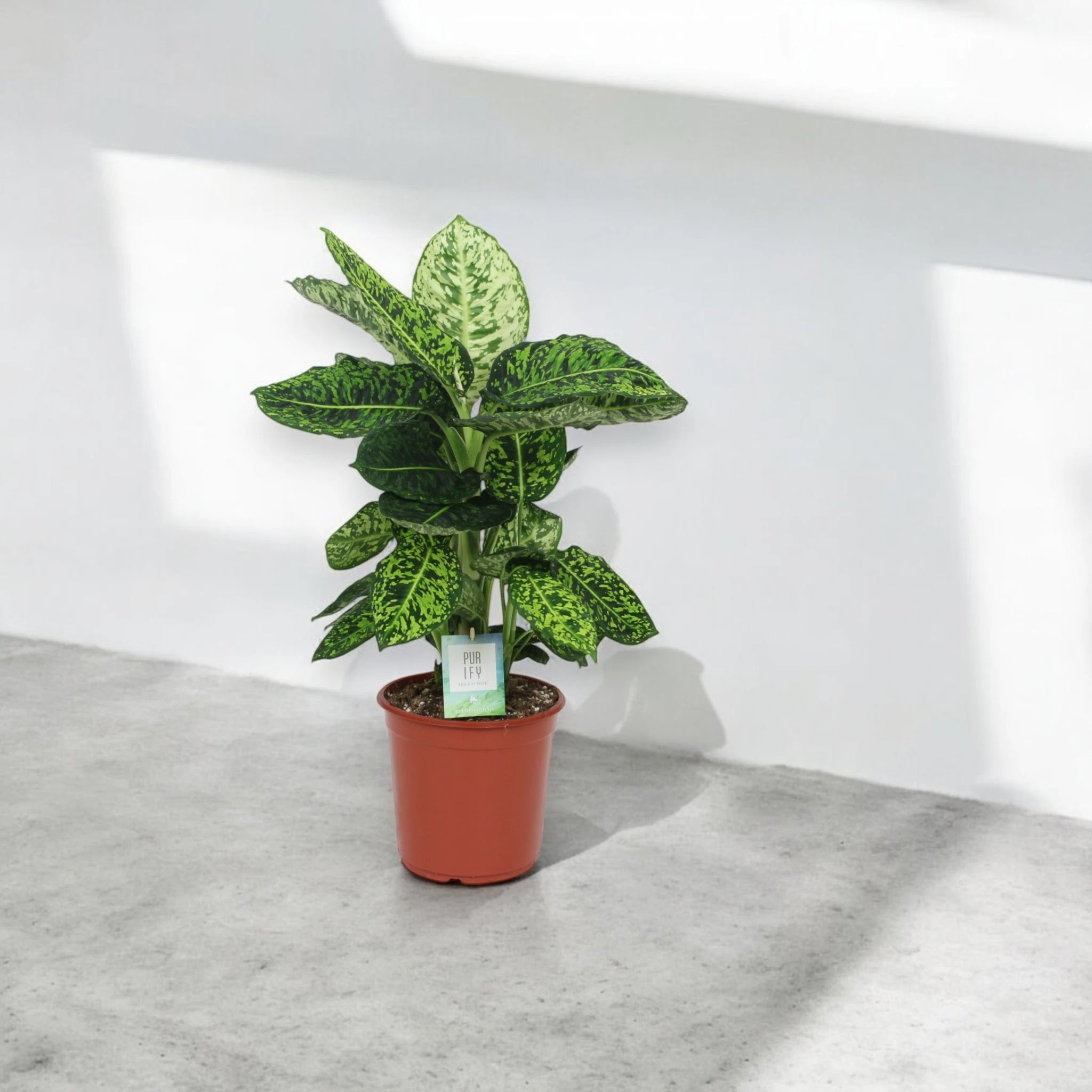 Dieffenbachia 'Reflector'