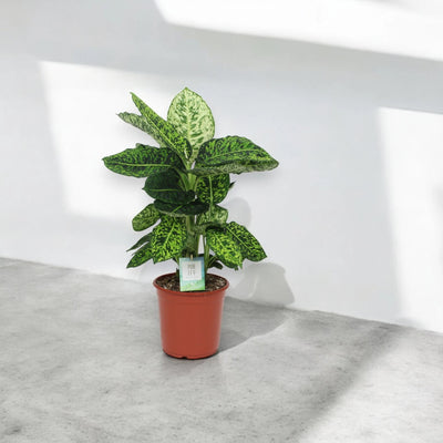 Dieffenbachia 'Reflector'
