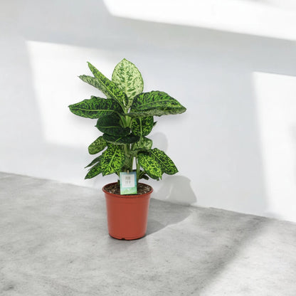 Dieffenbachia 'Reflector'