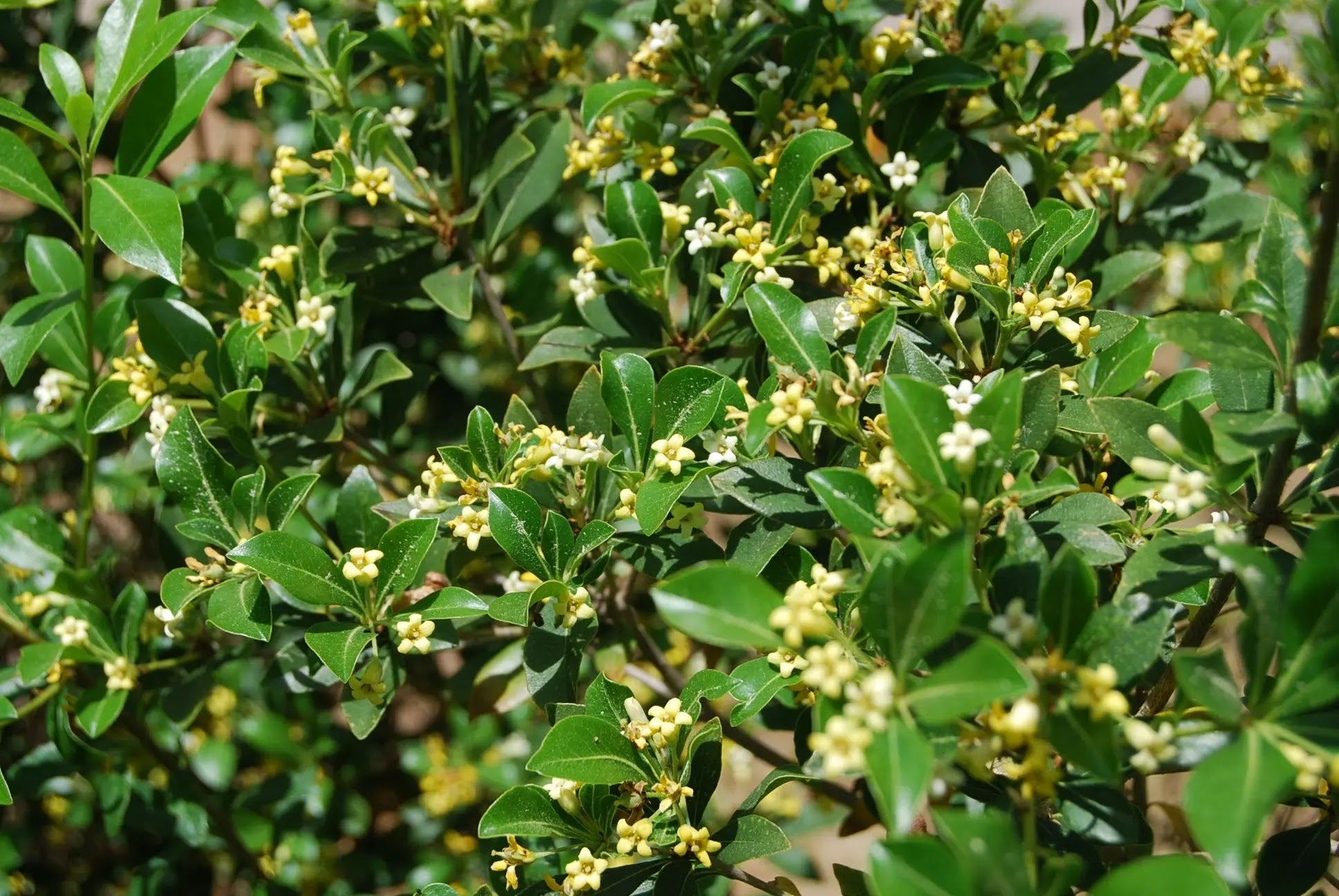 Pittosporum heterophyllum variegatum con fogliame bianco-verde in giardino mediterraneo