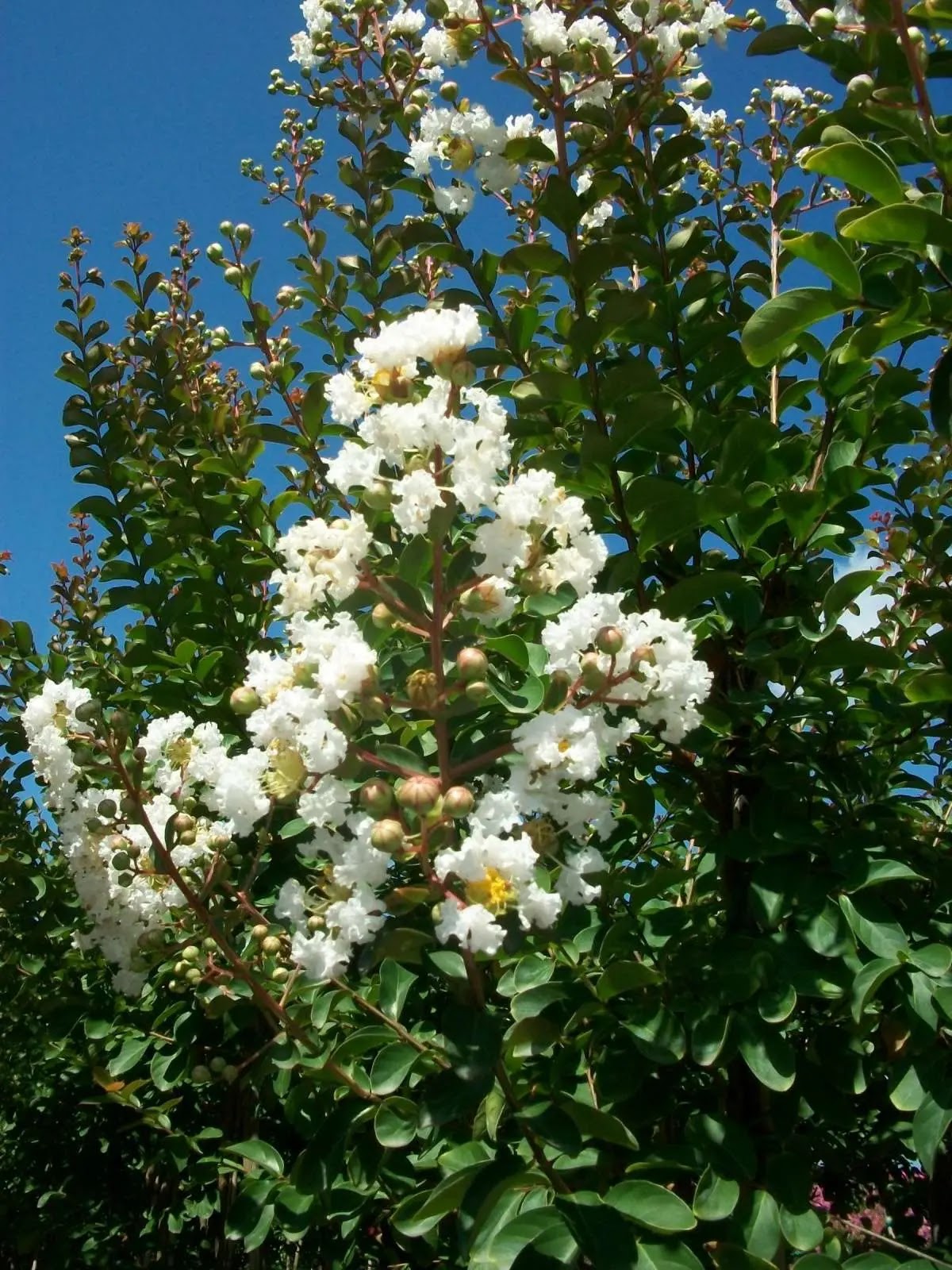 Lagerstroemia indica Bianco Grassi con pannocchie di fiori bianchi estivi e portamento ad alberello
