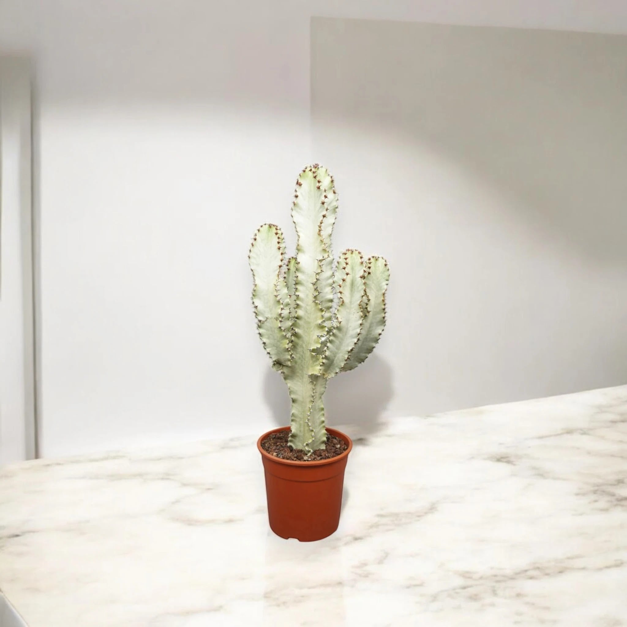 Euphorbia ingens variegata