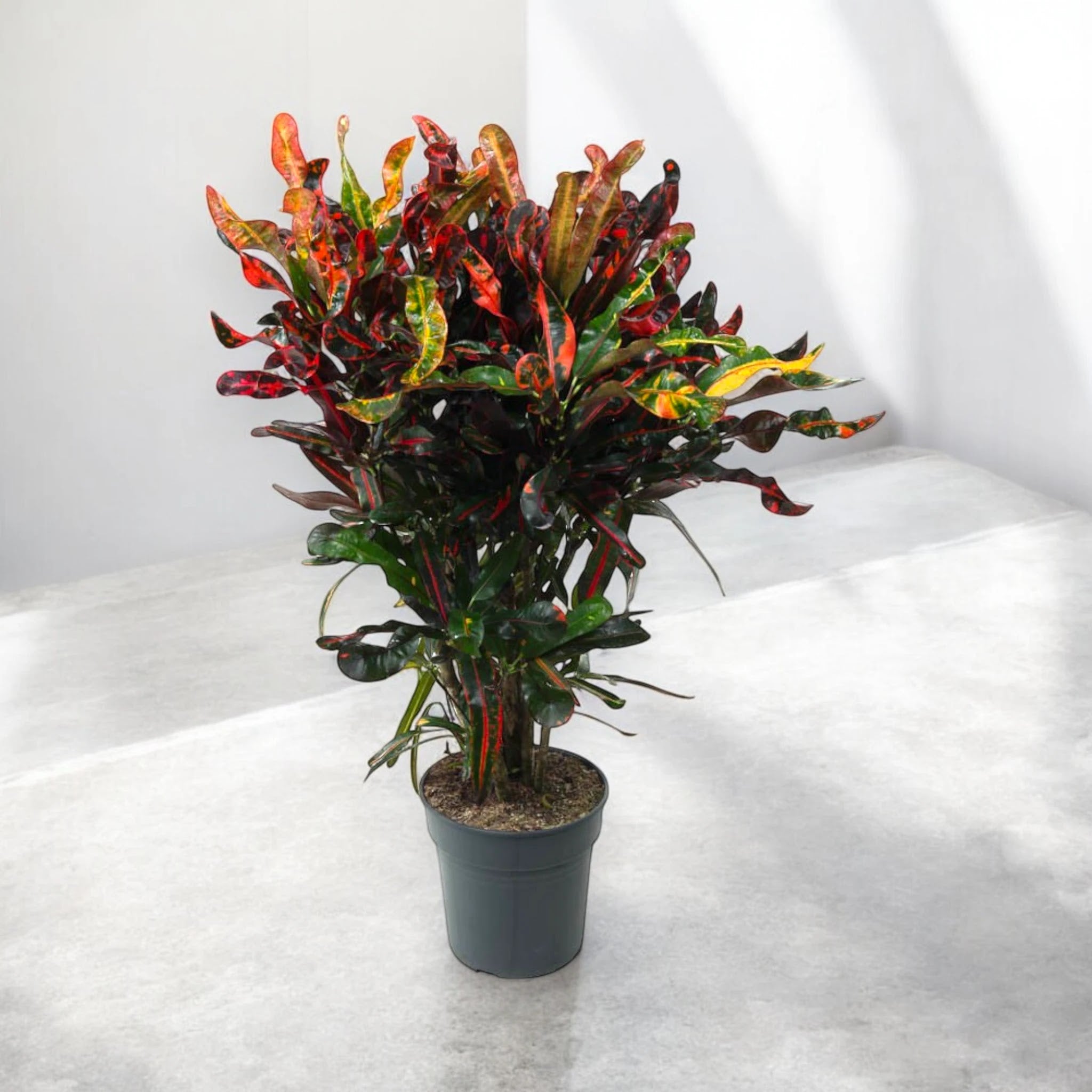 Codiaeum variegatum 'Mammi'