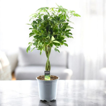 Schefflera arboricola 'Compacta'