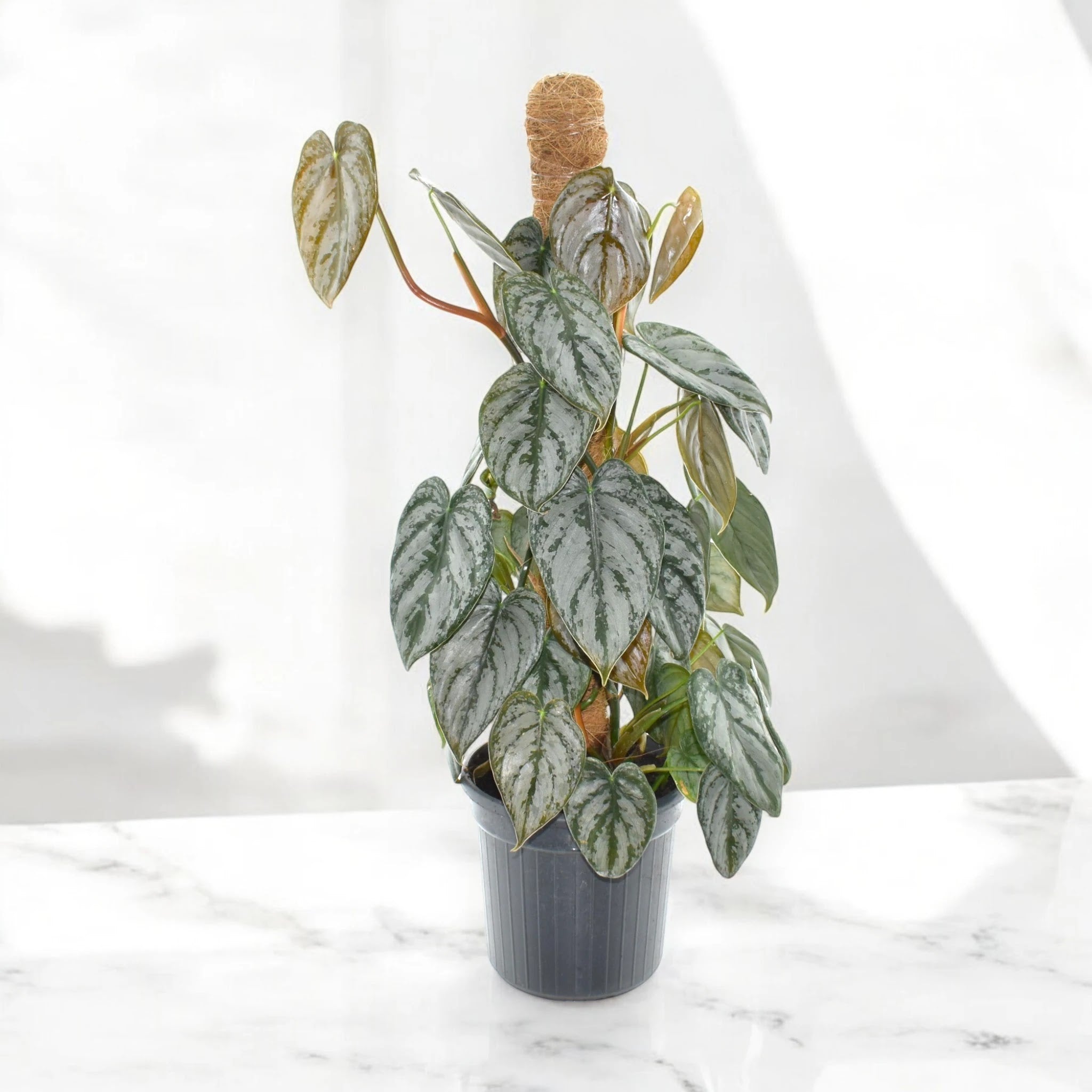 Philodendron brandtianum