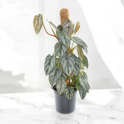 Philodendron brandtianum